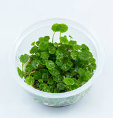 ADA South American coriander Hydrocotyle verticillata IC015
